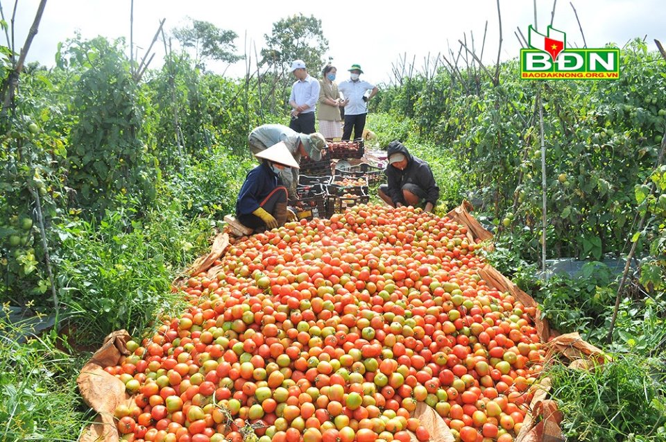 Trúng mùa cà chua, một nông dân Đắk Nông trồng 5 sào lãi 200 triệu/vụ - Ảnh 1.