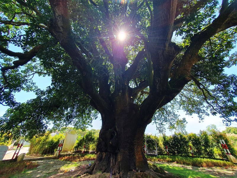 Ở Bạc Liêu có cây xoài cổ thụ hơn 340 năm tuổi lớn nhất vùng ĐBSCL vẫn sai trái, mỗi vụ thu hàng trăm kg