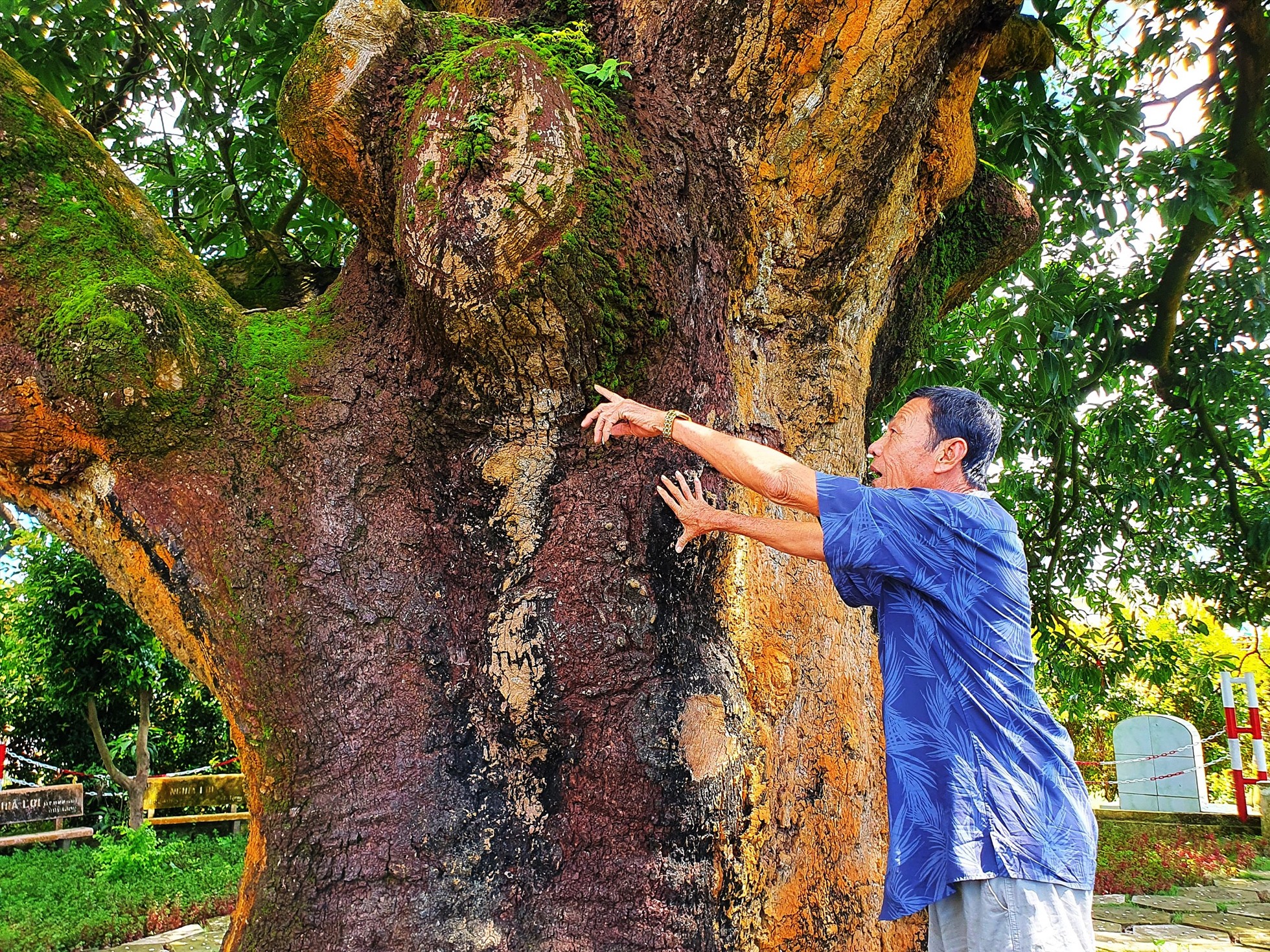 Ở Bạc Liêu có cây xoài cổ thụ hơn 340 năm tuổi lớn nhất vùng ĐBSCL vẫn sai trái, mỗi vụ thu hàng trăm kg - Ảnh 6.