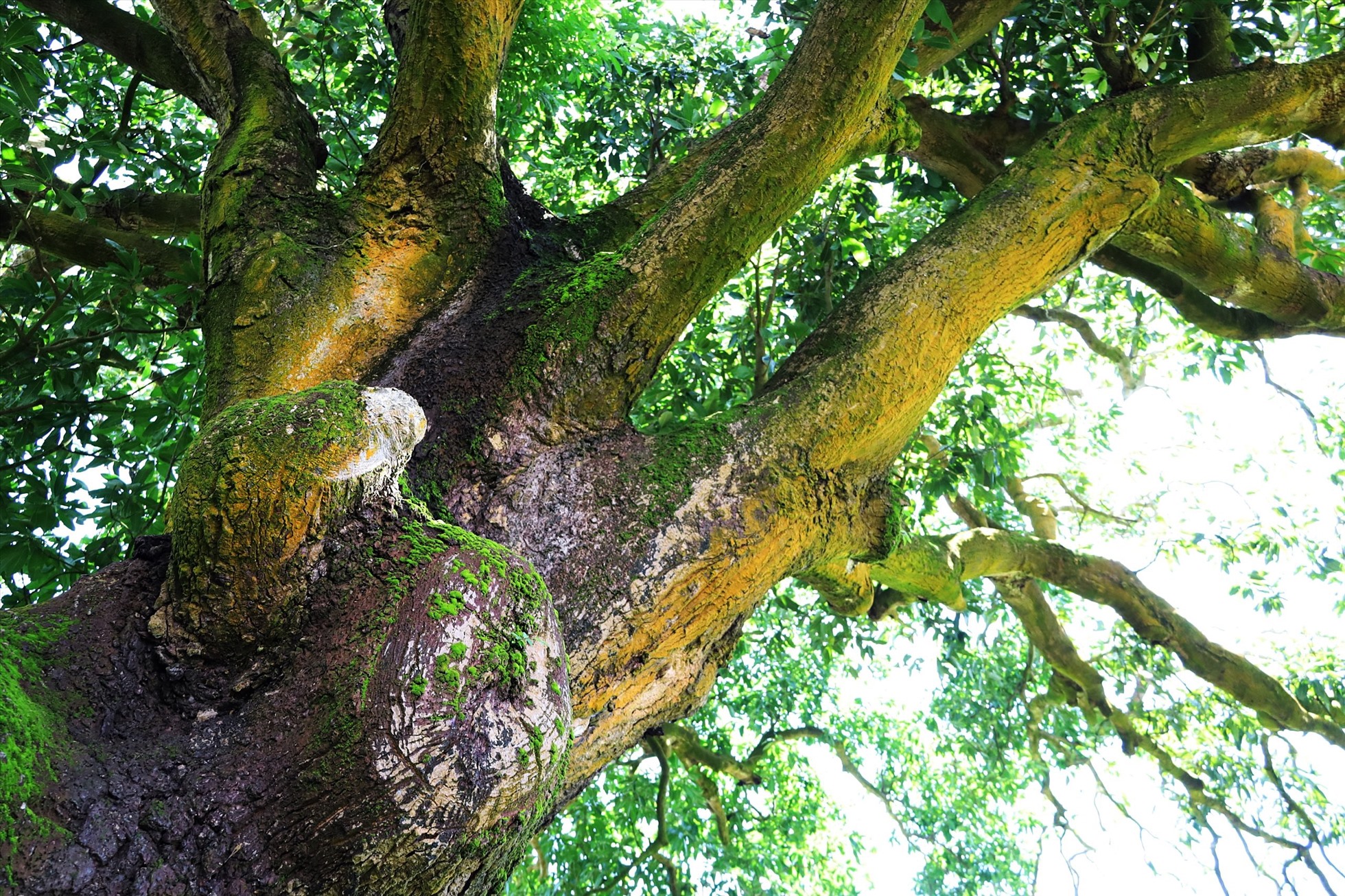 Ở Bạc Liêu có cây xoài cổ thụ hơn 340 năm tuổi lớn nhất vùng ĐBSCL vẫn sai trái, mỗi vụ thu hàng trăm kg - Ảnh 9.