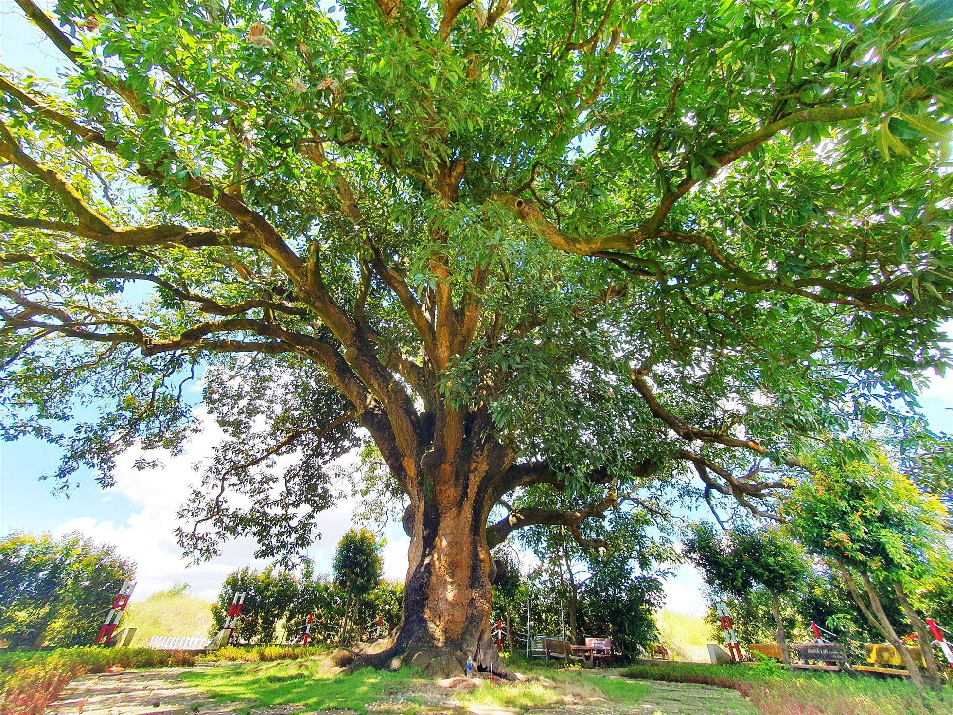Ở Bạc Liêu có cây xoài cổ thụ hơn 340 năm tuổi lớn nhất vùng ĐBSCL vẫn sai trái, mỗi vụ thu hàng trăm kg - Ảnh 1.