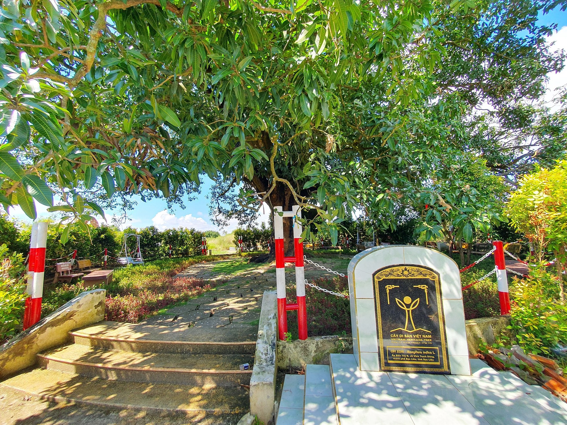 Ở Bạc Liêu có cây xoài cổ thụ hơn 340 năm tuổi lớn nhất vùng ĐBSCL vẫn sai trái, mỗi vụ thu hàng trăm kg - Ảnh 10.