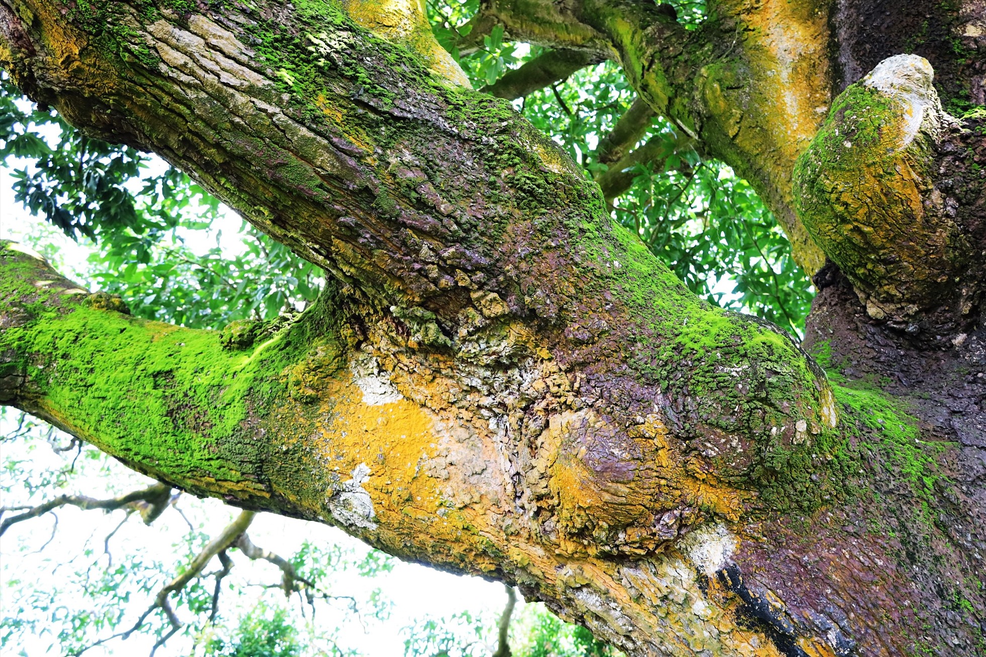 Ở Bạc Liêu có cây xoài cổ thụ hơn 340 năm tuổi lớn nhất vùng ĐBSCL vẫn sai trái, mỗi vụ thu hàng trăm kg - Ảnh 5.