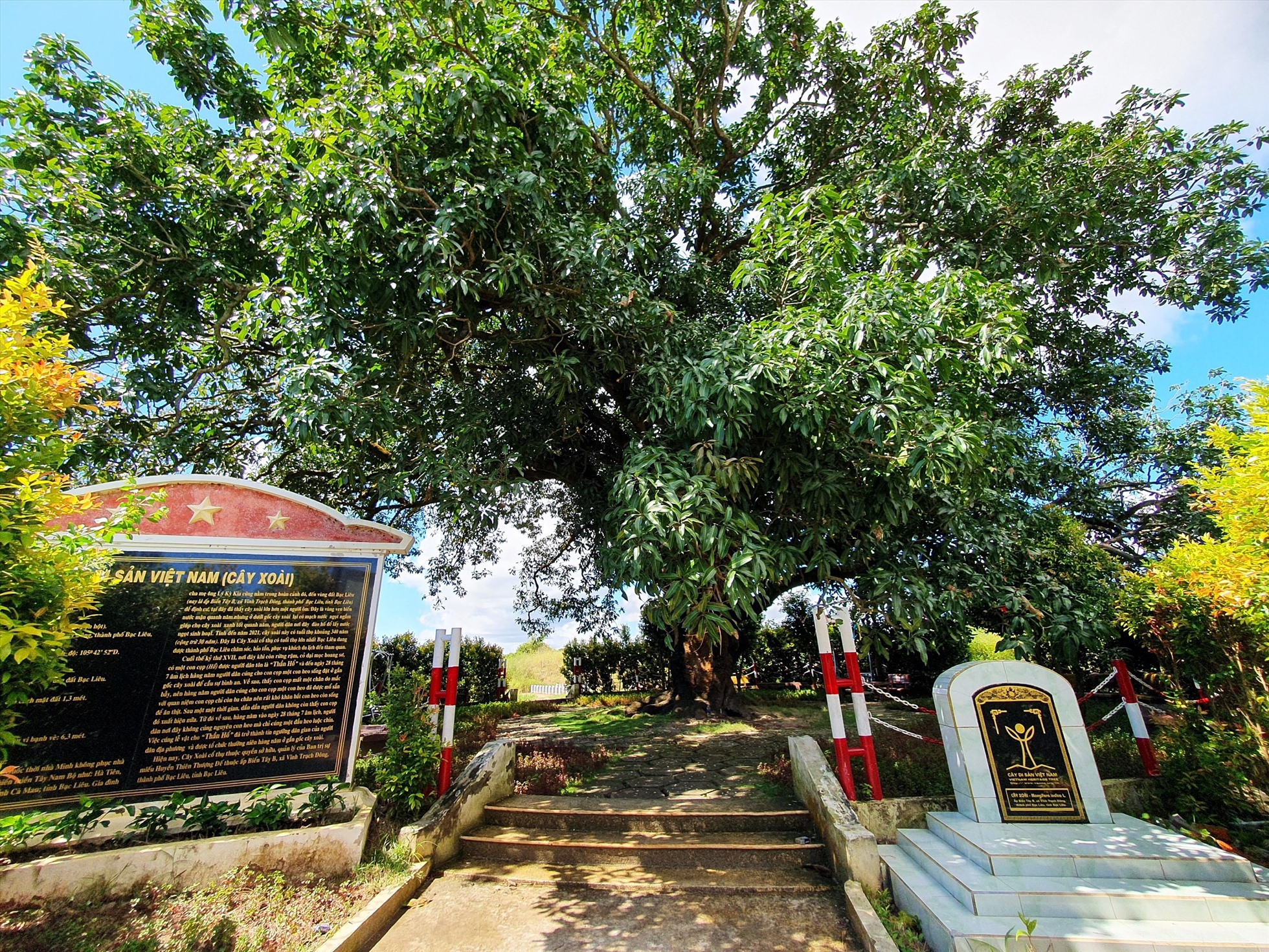 Ở Bạc Liêu có cây xoài cổ thụ hơn 340 năm tuổi lớn nhất vùng ĐBSCL vẫn sai trái, mỗi vụ thu hàng trăm kg - Ảnh 2.