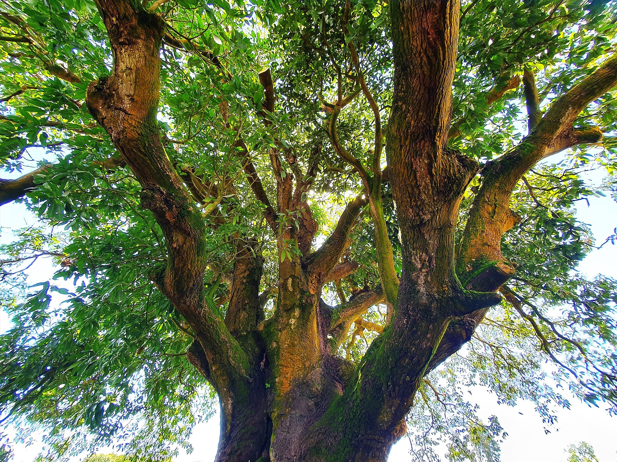 Ở Bạc Liêu có cây xoài cổ thụ hơn 340 năm tuổi lớn nhất vùng ĐBSCL vẫn sai trái, mỗi vụ thu hàng trăm kg - Ảnh 7.