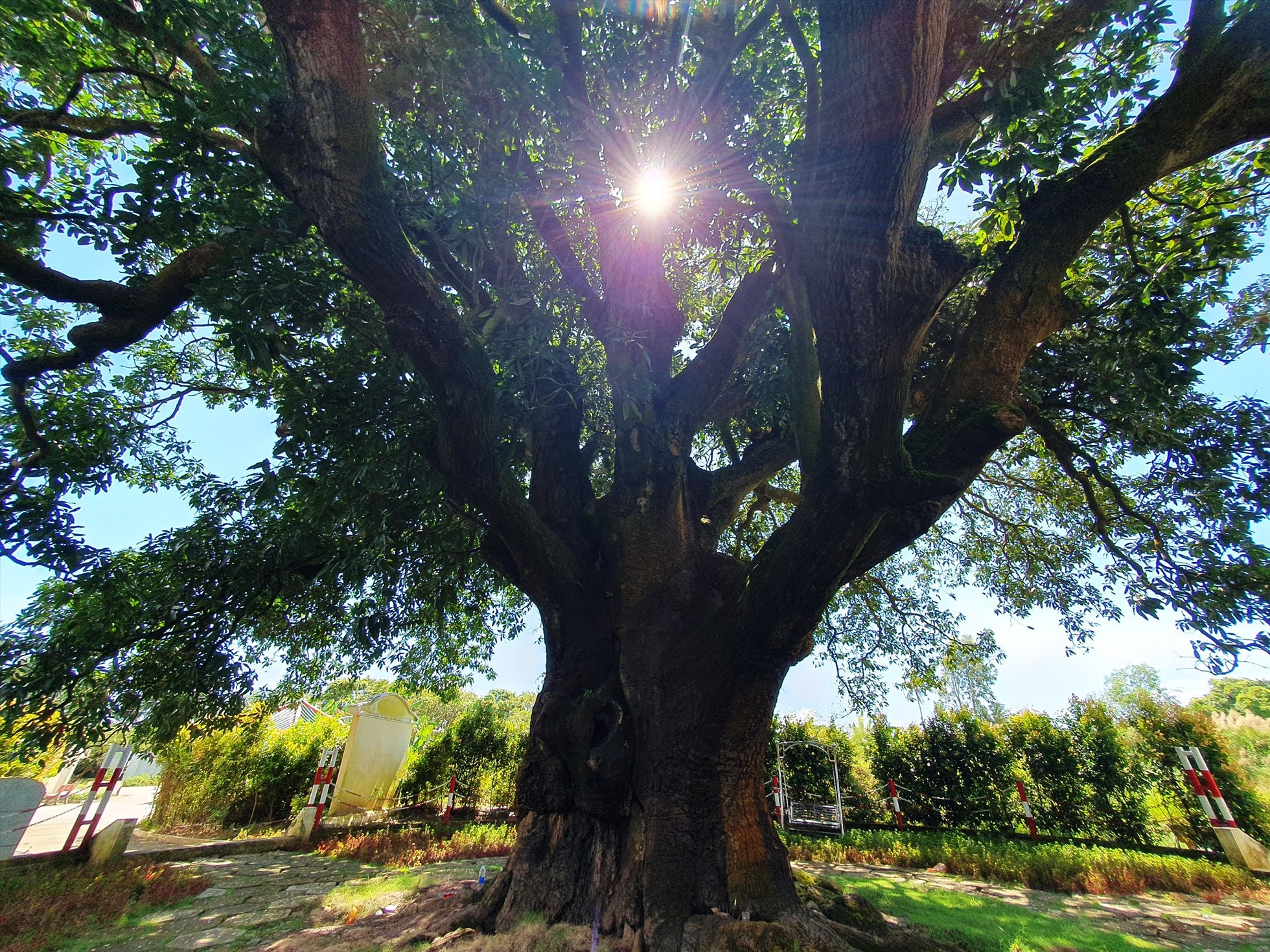 Ở Bạc Liêu có cây xoài cổ thụ hơn 340 năm tuổi lớn nhất vùng ĐBSCL vẫn sai trái, mỗi vụ thu hàng trăm kg - Ảnh 8.