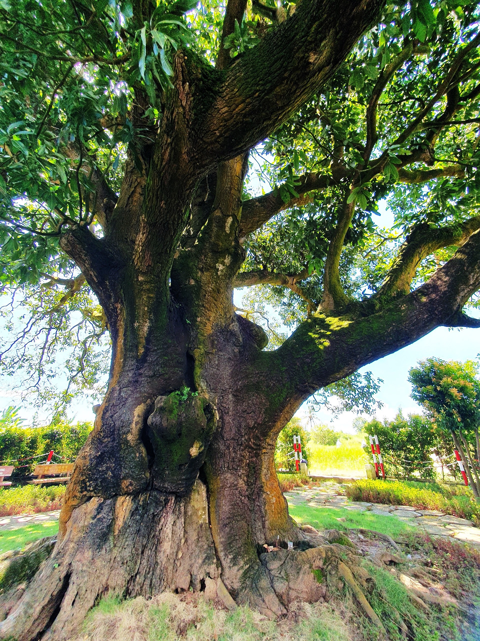 Ở Bạc Liêu có cây xoài cổ thụ hơn 340 năm tuổi lớn nhất vùng ĐBSCL vẫn sai trái, mỗi vụ thu hàng trăm kg - Ảnh 4.
