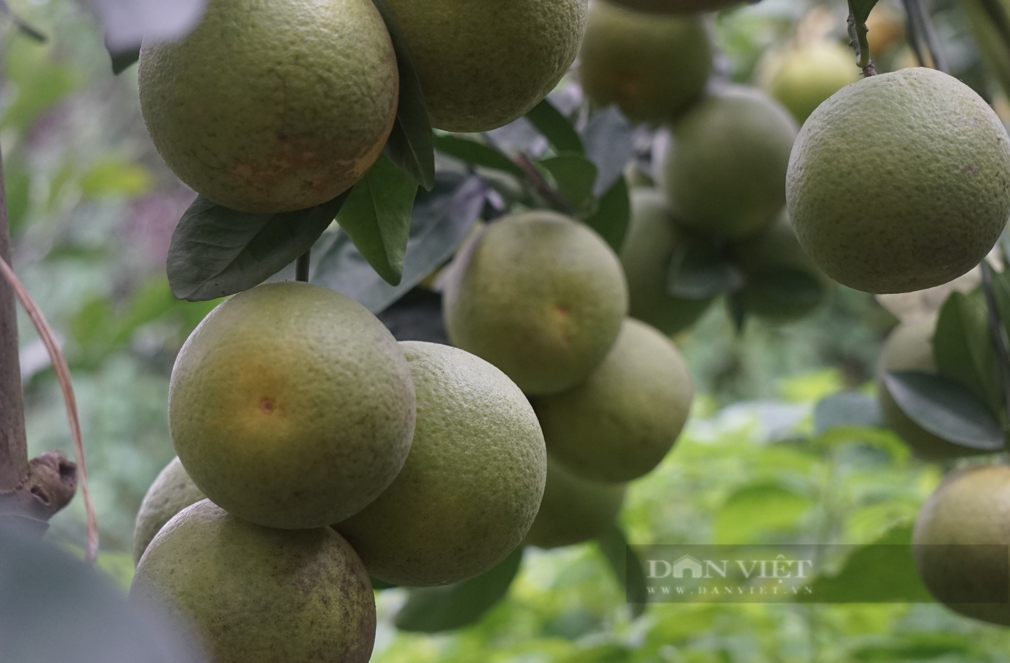 Loại cam đặc sản nức tiếng ở Nghệ An mỗi quả giá 80.000 đồng đang treo trên cây khách đã đến đặt mua - Ảnh 3.