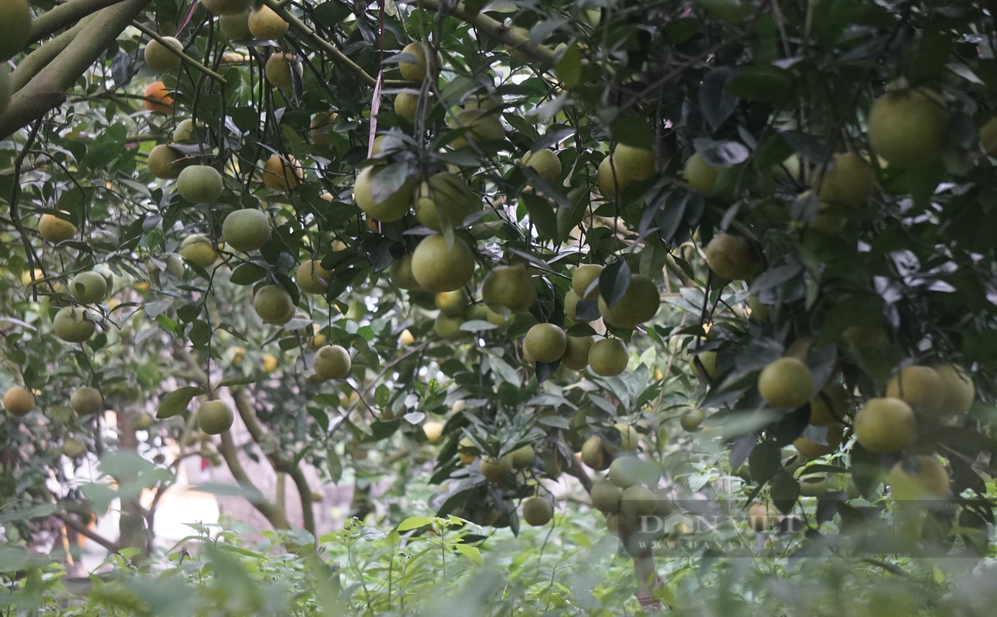 Loại cam đặc sản nức tiếng ở Nghệ An mỗi quả giá 80.000 đồng đang treo trên cây khách đã đến đặt mua - Ảnh 2.