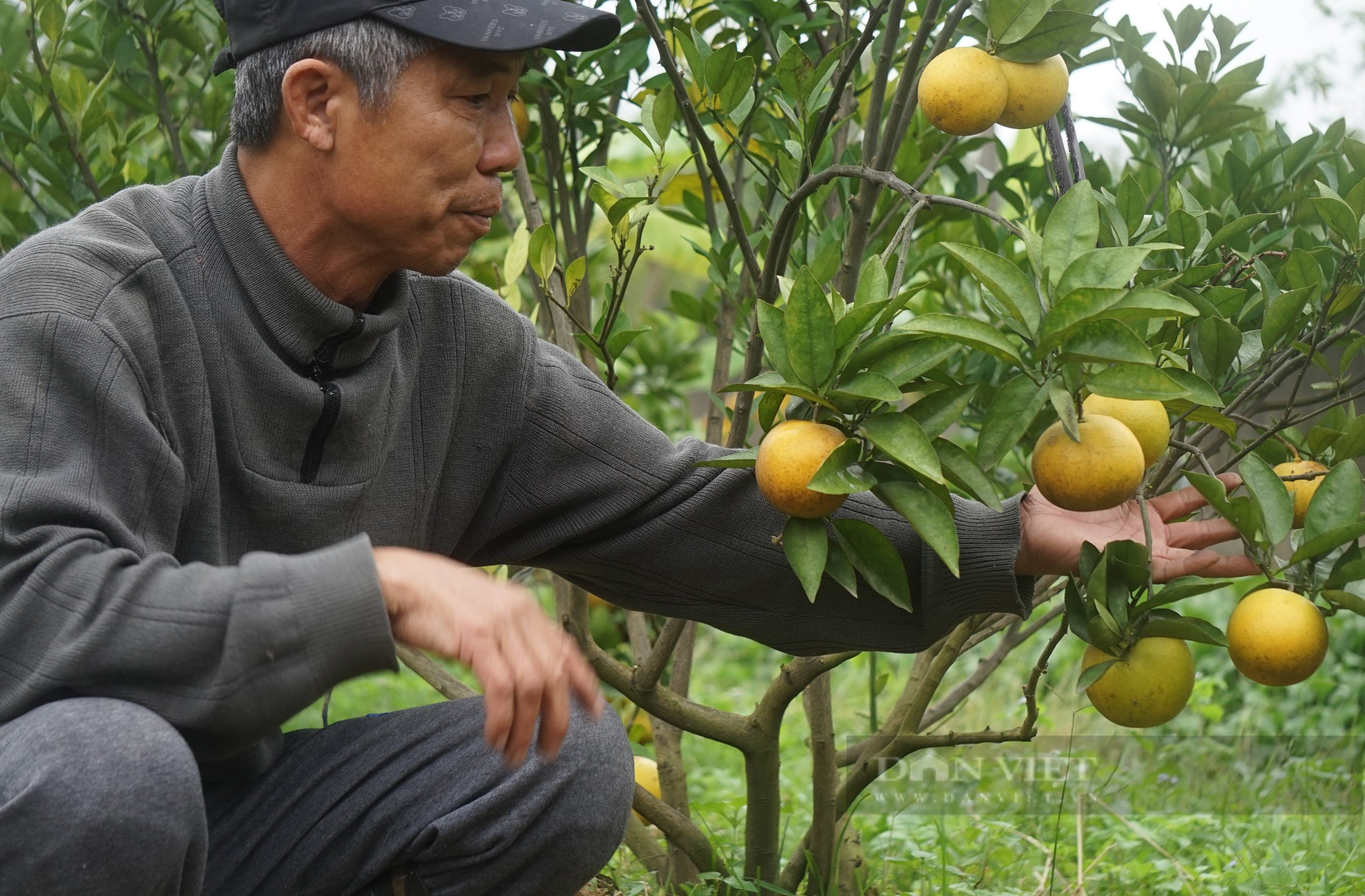 Loại cam đặc sản nức tiếng ở Nghệ An mỗi quả giá 80.000 đồng đang treo trên cây khách đã đến đặt mua - Ảnh 5.
