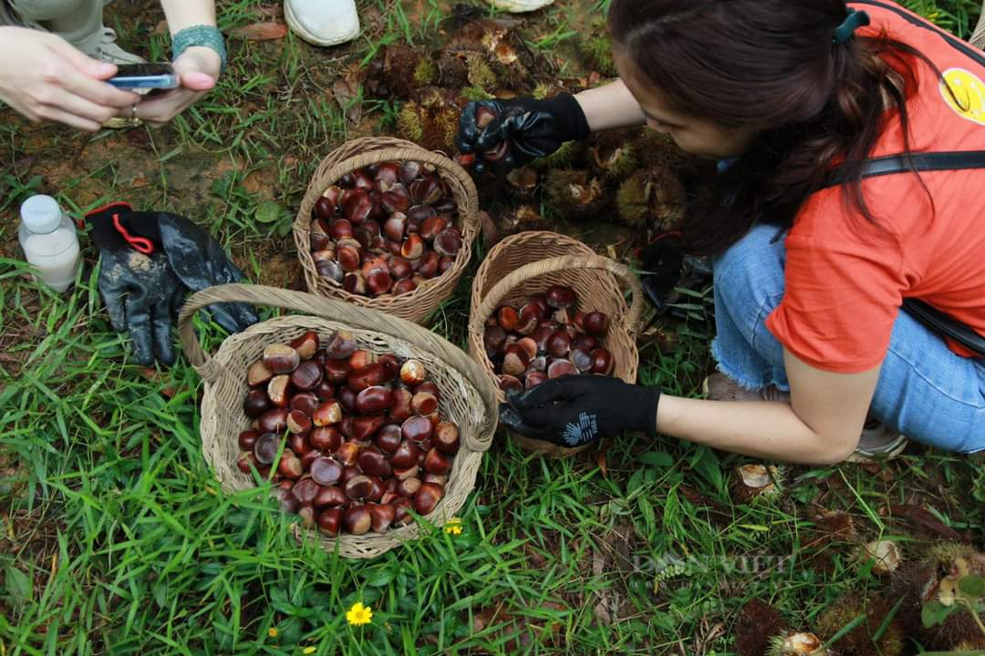 Anh nông dân trồng hạt dẻ Ocop và ước mơ du lịch trải nghiệm giữ núi rừng xứ Lạng  - Ảnh 4.