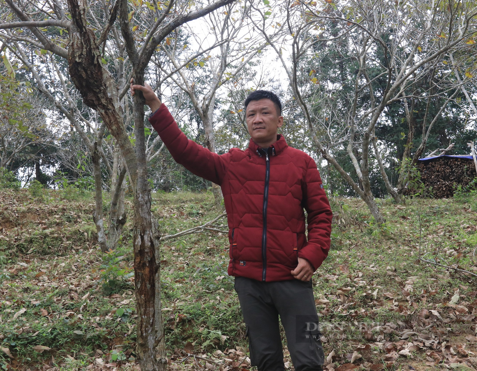 Anh nông dân trồng hạt dẻ Ocop và ước mơ du lịch trải nghiệm giữ núi rừng xứ Lạng  - Ảnh 1.