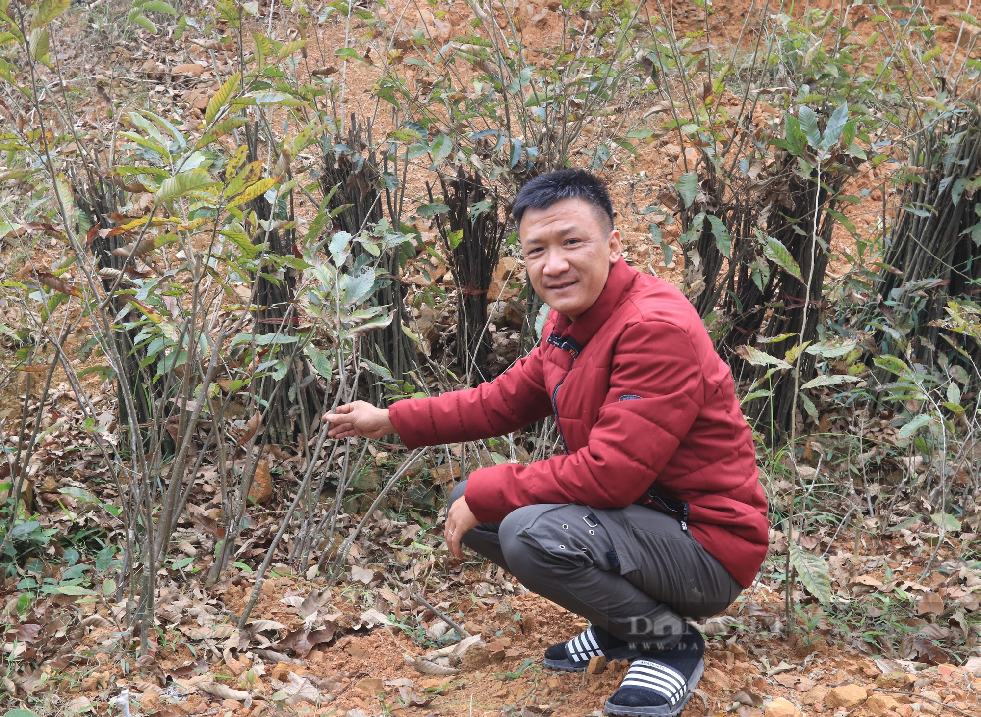 Anh nông dân trồng hạt dẻ Ocop và ước mơ du lịch trải nghiệm giữ núi rừng xứ Lạng  - Ảnh 2.