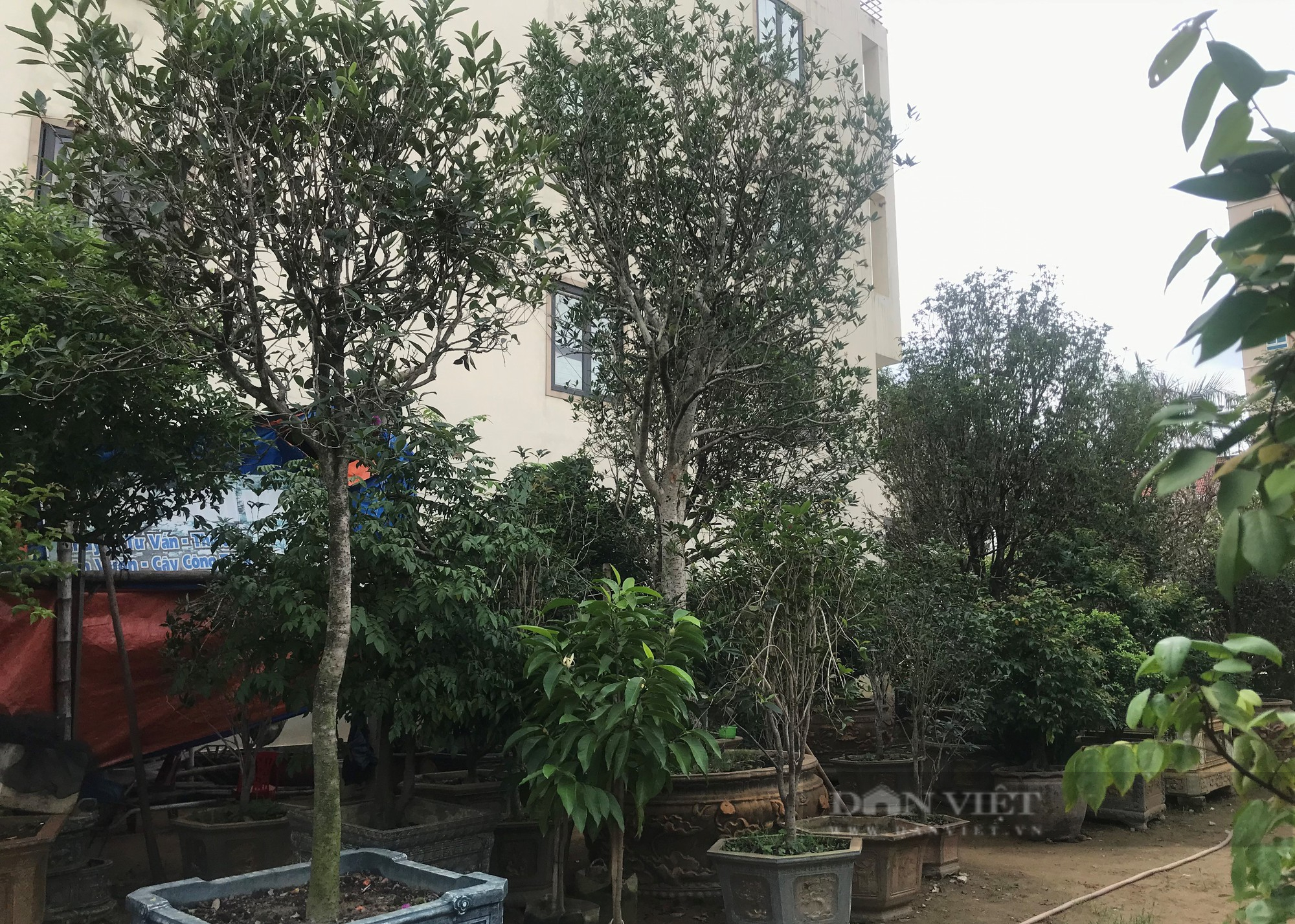 Chiêm ngưỡng loại cây trước chỉ dùng để tiến vua giờ tiền tỷ nhà vườn ở Nghệ An chưa bán - Ảnh 3.