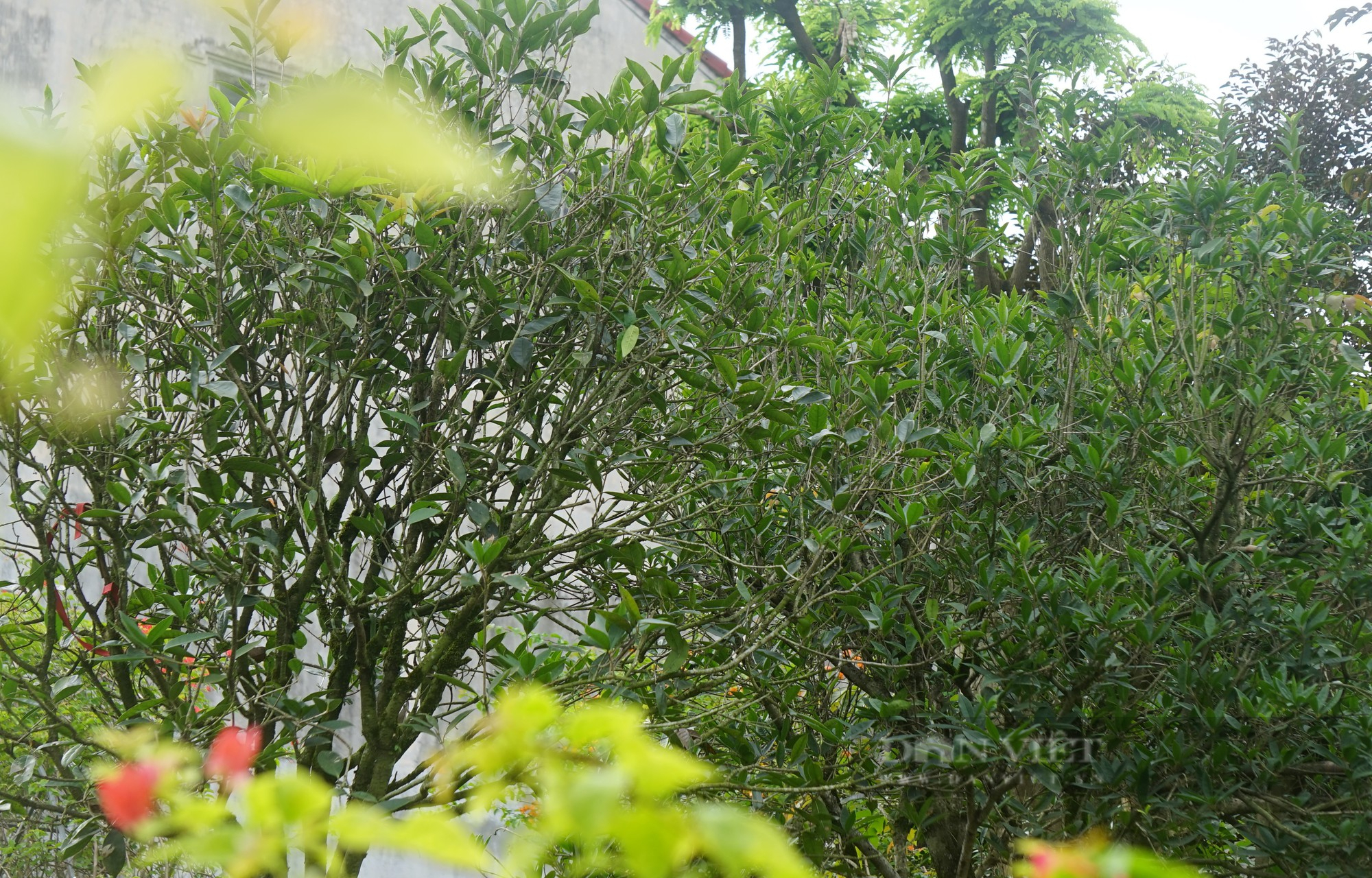 Chiêm ngưỡng loại cây trước chỉ dùng để tiến vua giờ tiền tỷ nhà vườn ở Nghệ An chưa bán - Ảnh 6.