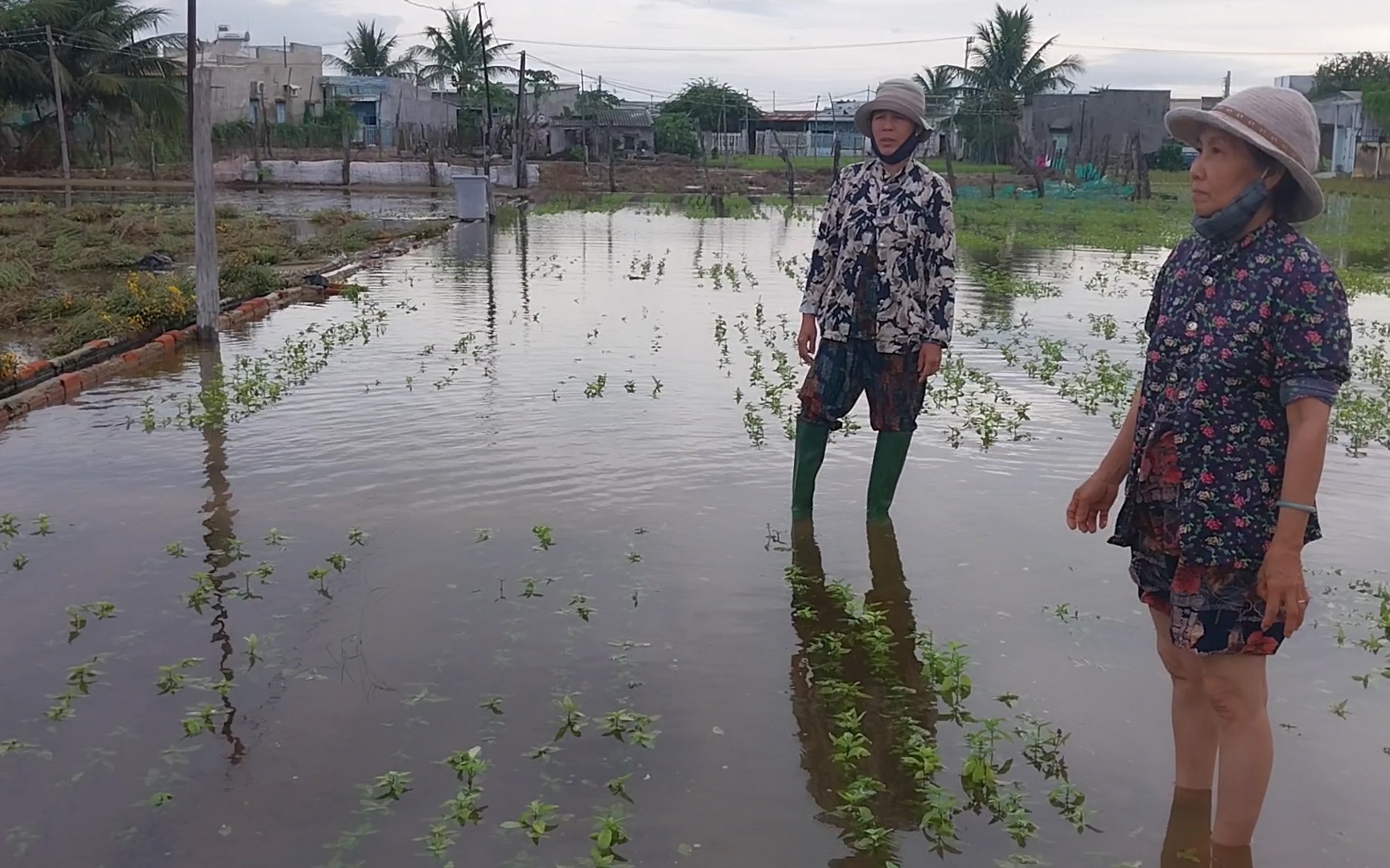 Hàng trăm hecta rau màu phục vụ Tết ở Ninh Thuận bị chìm trong biển nước