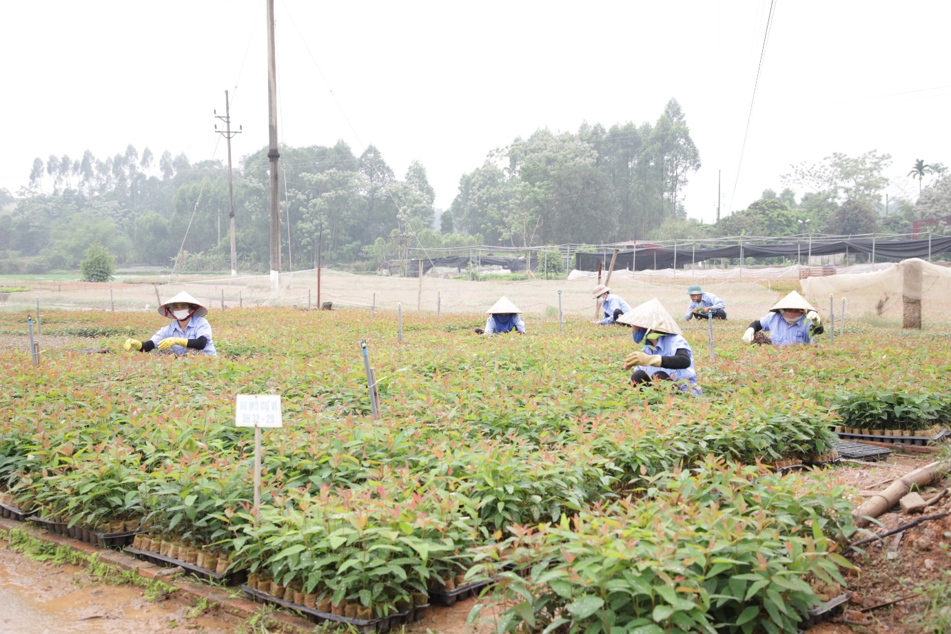 Bắc Giang: Chuyển đổi cơ cấu cây trồng nâng cao giá trị kinh tế  - Ảnh 1.