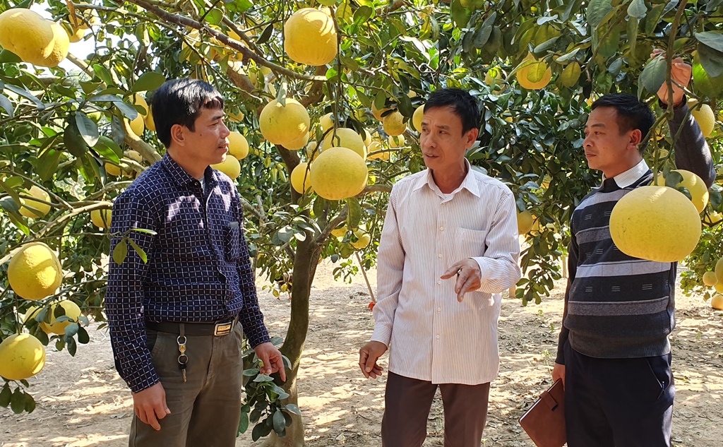 Bắc Giang: Chuyển đổi cơ cấu cây trồng nâng cao giá trị kinh tế  - Ảnh 2.