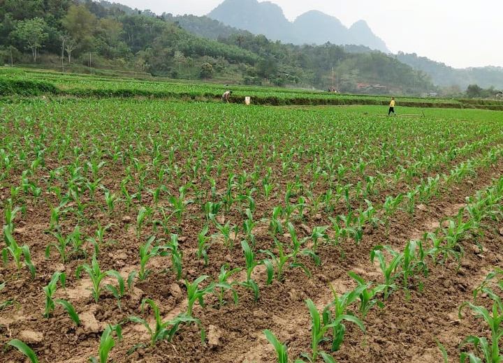 Bắc Giang: Chuyển đổi cơ cấu cây trồng nâng cao giá trị kinh tế  - Ảnh 3.