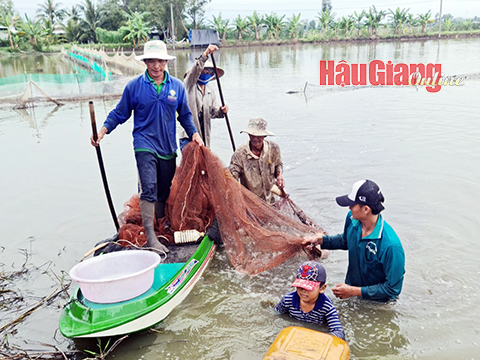 Nước rút mạnh ở Hậu Giang, nông dân bắt hàng tấn cá ruộng thu thêm khoản tiền lời - Ảnh 1.