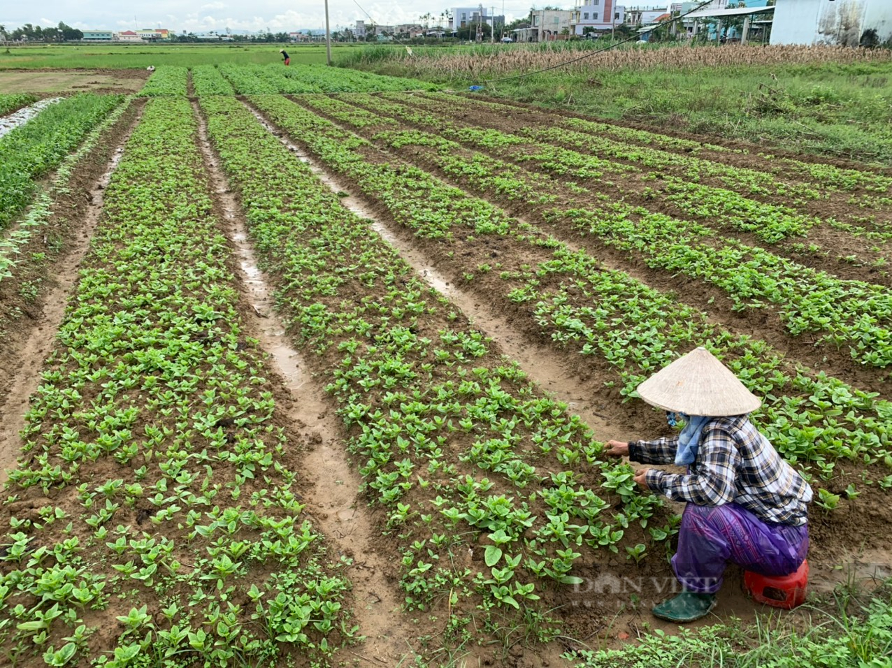 Quảng Nam: Duy Xuyên hướng đến phát triển nông nghiệp bền vững, theo chuỗi giá trị - Ảnh 9.