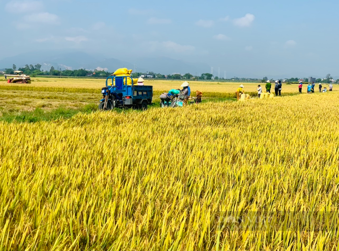 Quảng Nam: Duy Xuyên hướng đến phát triển nông nghiệp bền vững, theo chuỗi giá trị - Ảnh 1.