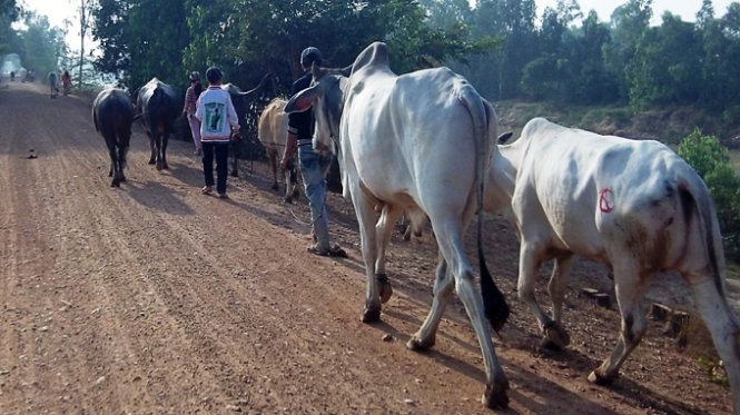 Bộ NNPTNT đề nghị tăng cường kiểm soát vận chuyển, buôn bán trâu bò trái phép qua biên giới - Ảnh 1.