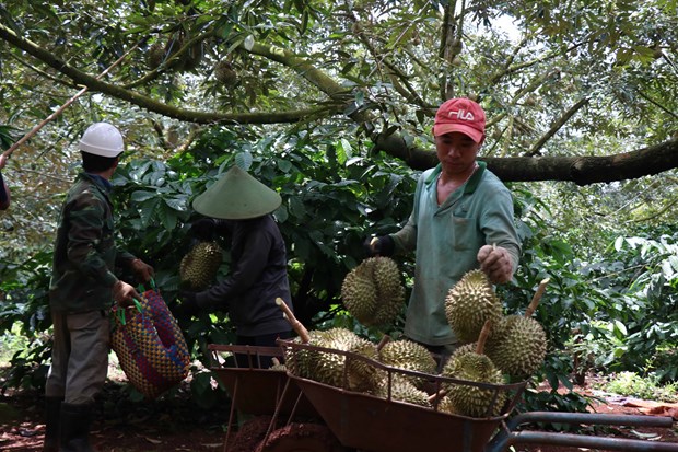 Thu nhập 500-700 triệu/ha sầu riêng, nông dân Đắk Lắk đang bỏ cà phê, hồ tiêu để trồng cây đang hot này - Ảnh 1.