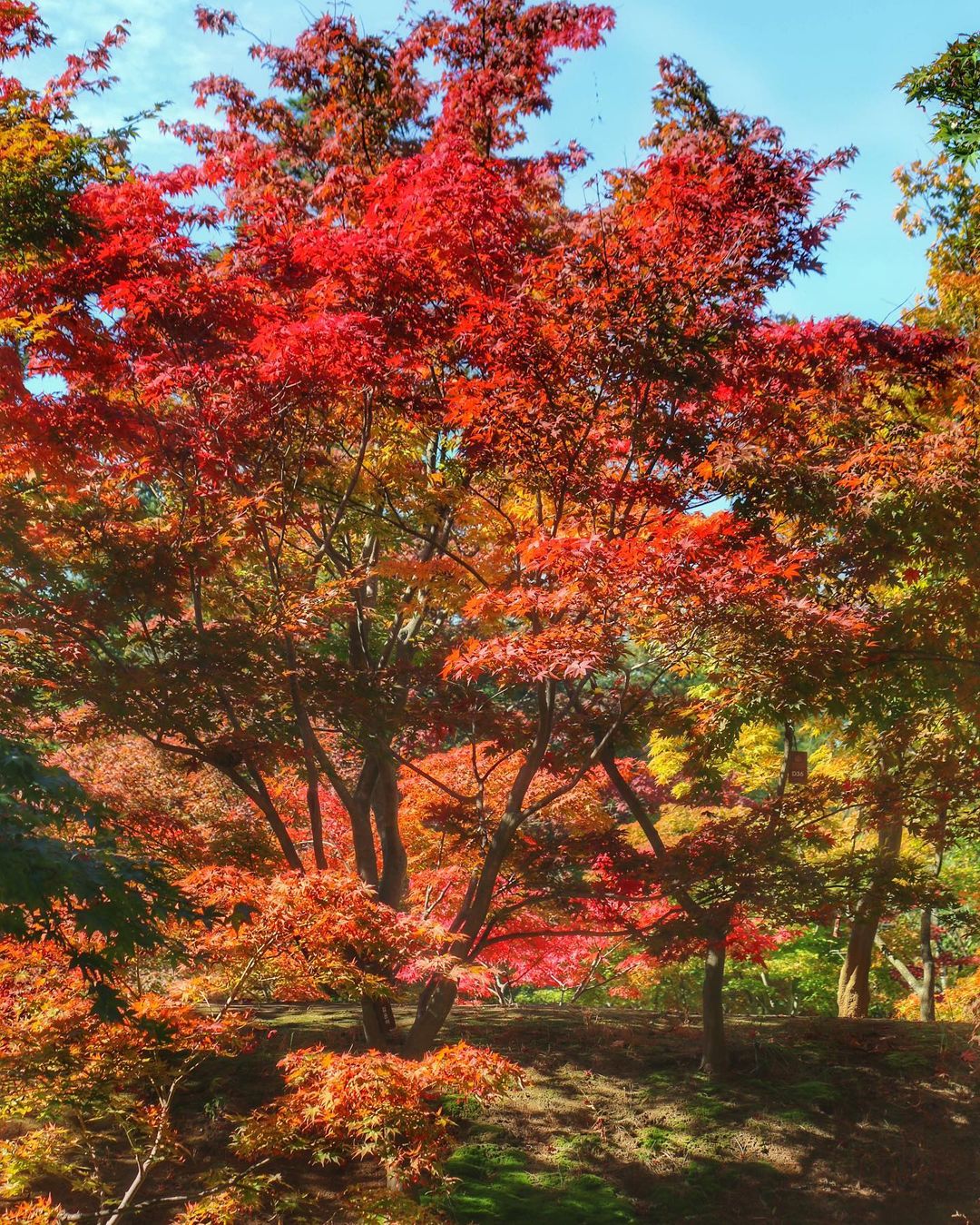 Top 6 địa điểm tận hưởng mùa thu, ngắm lá vàng rơi lãng mạn ở Hàn Quốc - Ảnh 3.