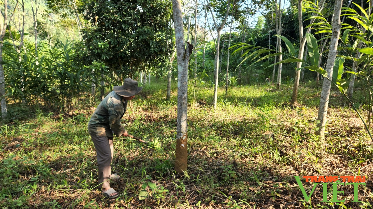 Người dân Vàng Bó giữ rừng - Ảnh 2.