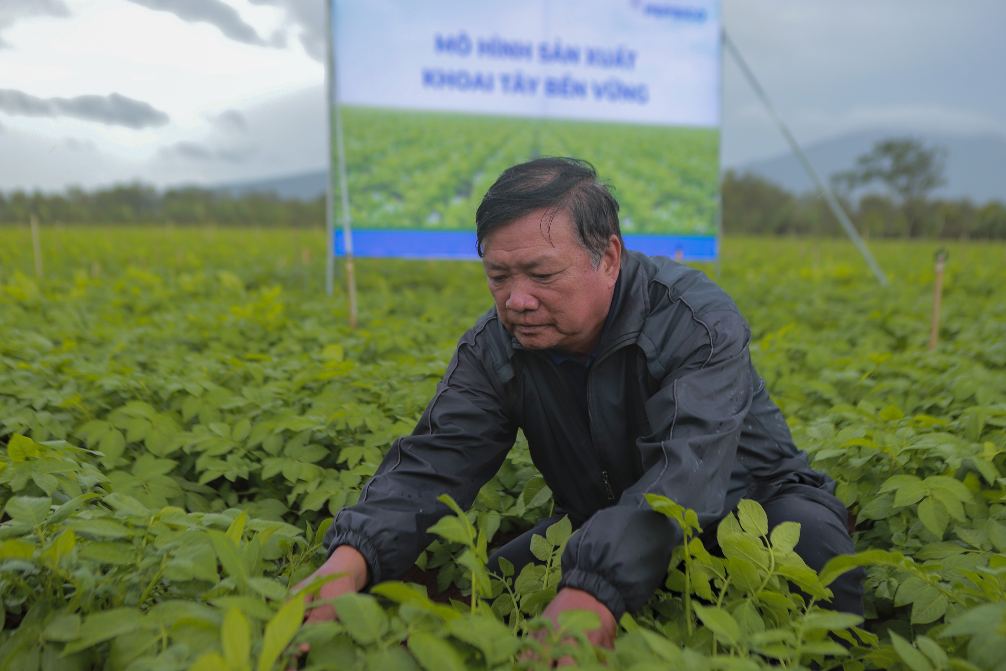 Một ông nông dân ở Đơn Dương chỉ trồng khoai tây bán cho doanh nghiệp nước giải khát mà thu 500 triệu - Ảnh 1.