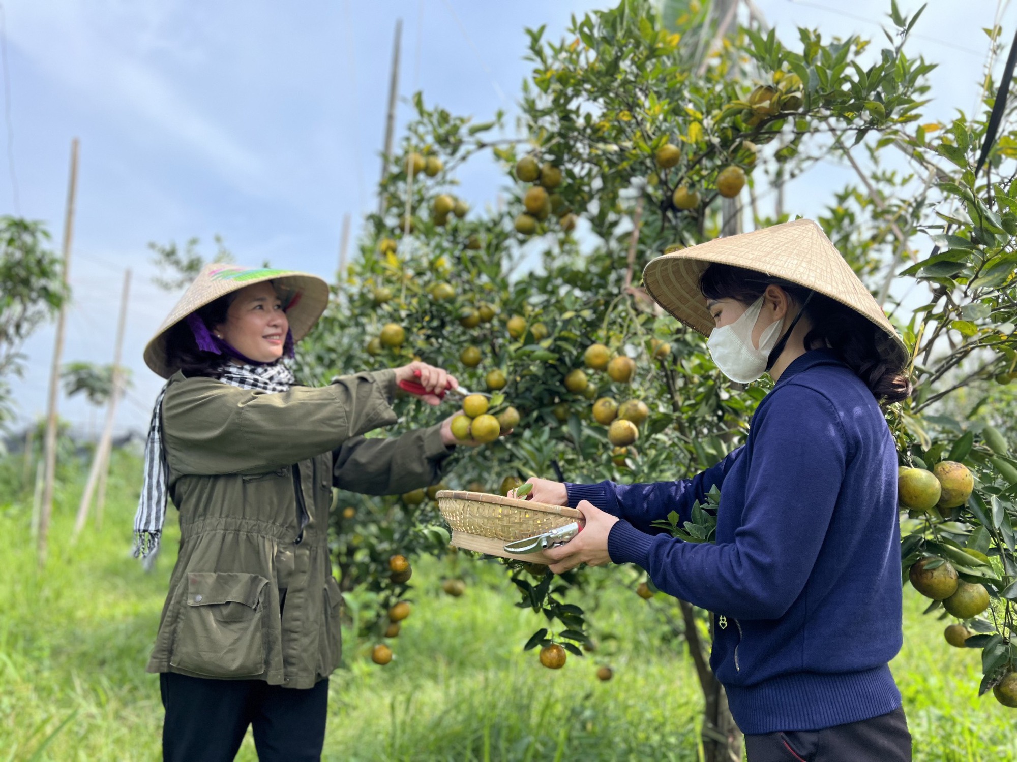 Huyện Krông Nô (Đắk Nông): Xây dựng sản phẩm OCOP gắn với thị trường tiêu thụ, hướng tới đa dạng sản phẩm - Ảnh 1.