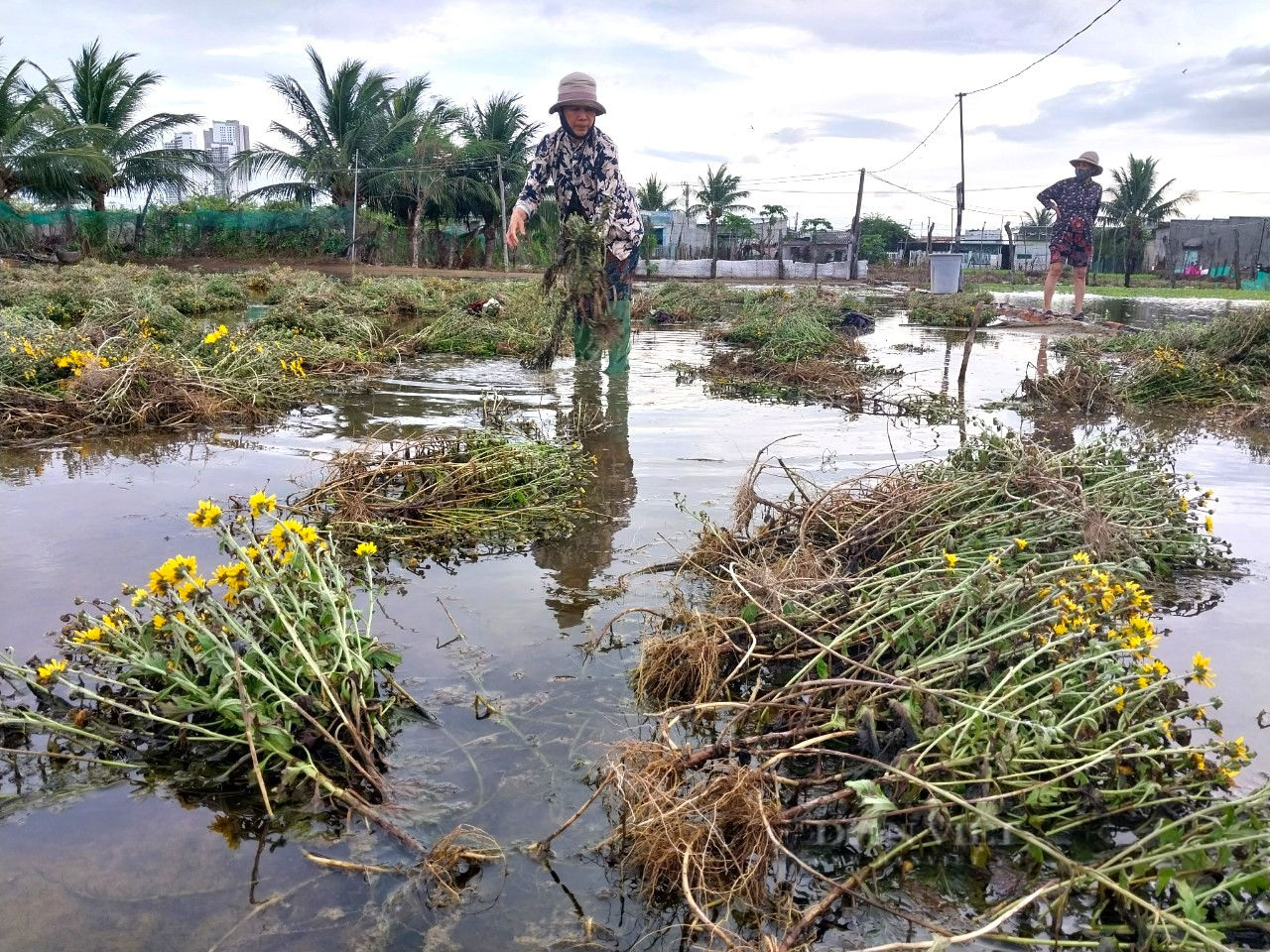 Ninh Thuận chỉ đạo chủ động ứng phó và khắc phục thiệt hại do mưa lũ sau phản ánh của Dân Việt - Ảnh 3.