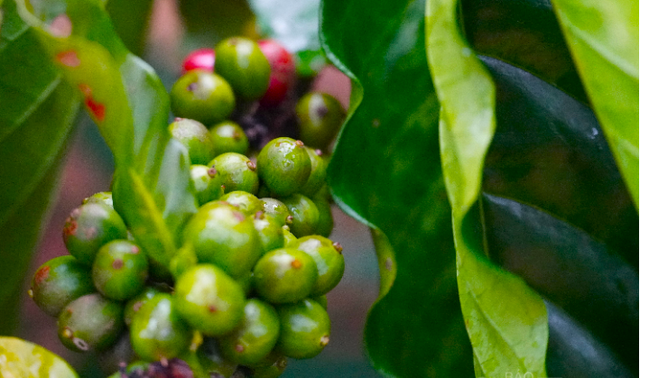 Giá cà phê tăng trở lại, sản lượng cà phê Việt Nam sẽ thấp hơn 20% so với dự báo - Ảnh 1.