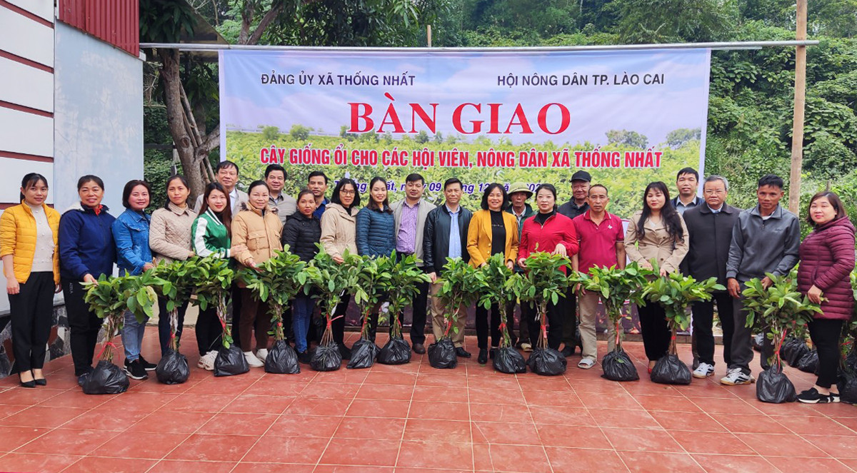 Lào Cai: Hỗ trợ 3.500 cây giống ổi lai lê cho nông dân - Ảnh 1.