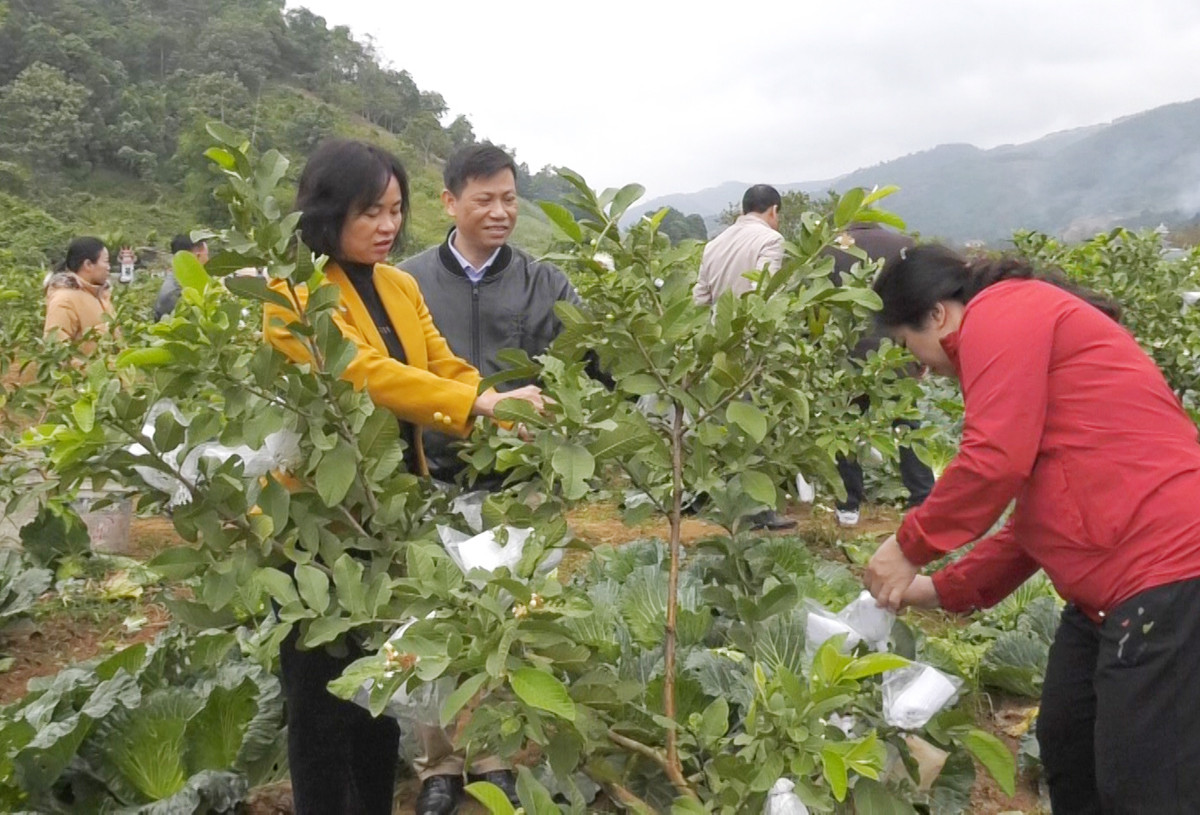 Lào Cai: Hỗ trợ 3.500 cây giống ổi lai lê cho nông dân - Ảnh 2.