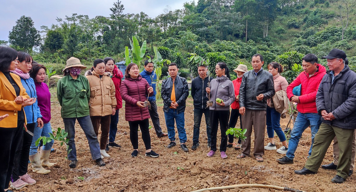 Lào Cai: Hỗ trợ 3.500 cây giống ổi lai lê cho nông dân - Ảnh 3.
