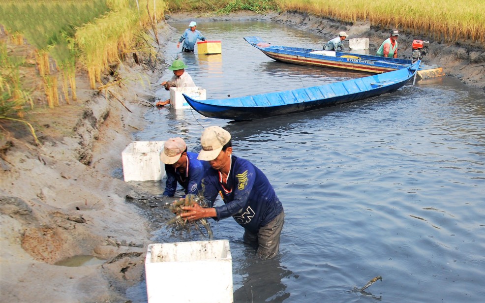 Nuôi tôm càng xanh trong ruộng lúa, nông dân Cà Mau bắt lên hàng tạ, nhiều nhà trúng hàng chục triệu