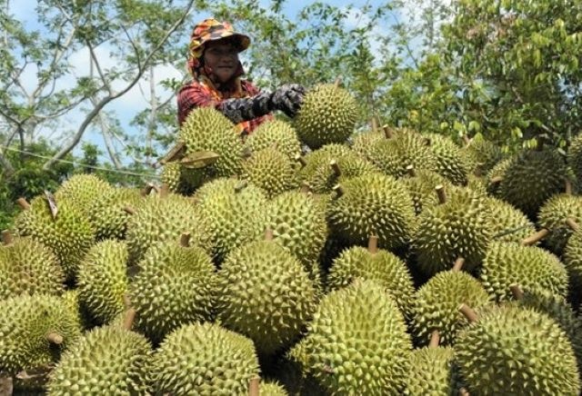 Một loại quả cực ngon của Việt Nam nhưng phải &quot;mang danh&quot; khi xuất khẩu vào Trung Quốc mới khổ - Ảnh 1.