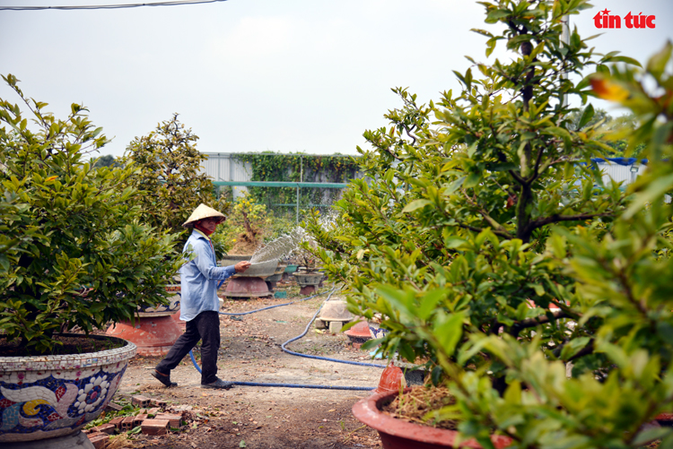 Xôn xao những cây mai vàng hình trái bóng, hình trái tim, hình con chim giá bạc tỷ ở Sài Gòn - Ảnh 12.