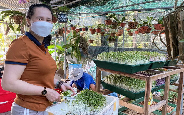 Cách trồng rau mầm tại nhà, rau tuôn như suối, ăn thả ga còn mang đi bán của chị "nông dân" Bình Định
