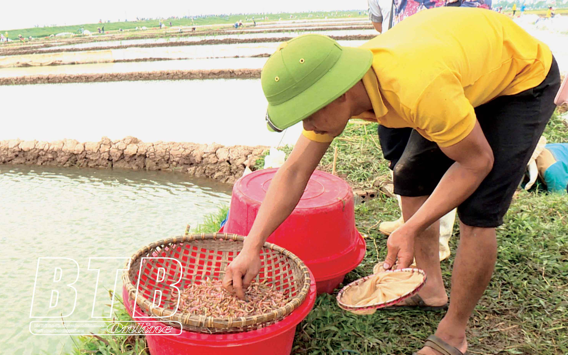 Phát lộ con đặc sản hiếm có khó tìm, cả làng ở Thái Bình rủ nhau ra đồng vớt, thương lái canh bờ mua hết