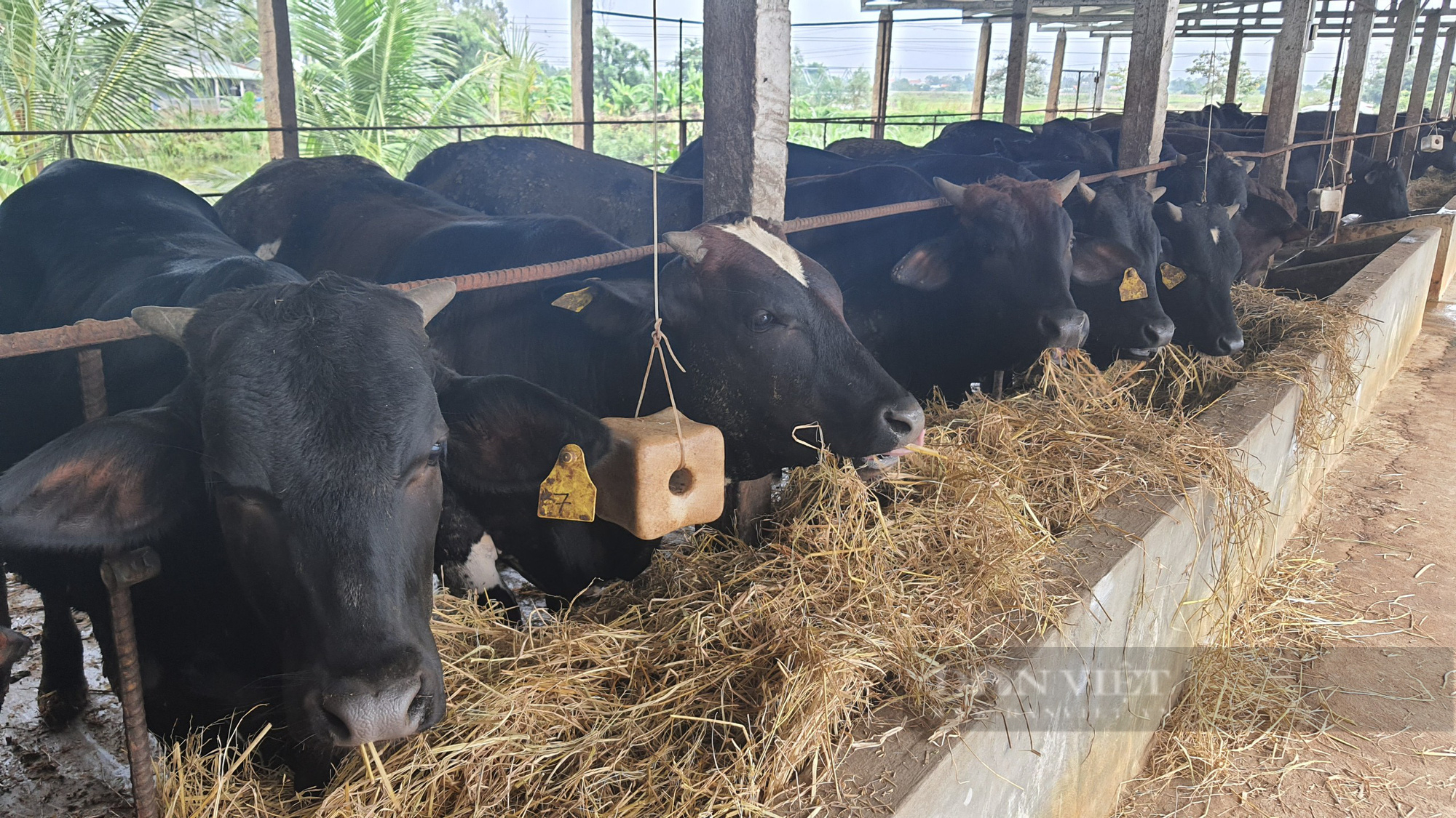 Nuôi bò siêu to khủng lồ, “đại gia bò” xứ Quảng lãi gần cả tỷ đồng/năm - Ảnh 2.