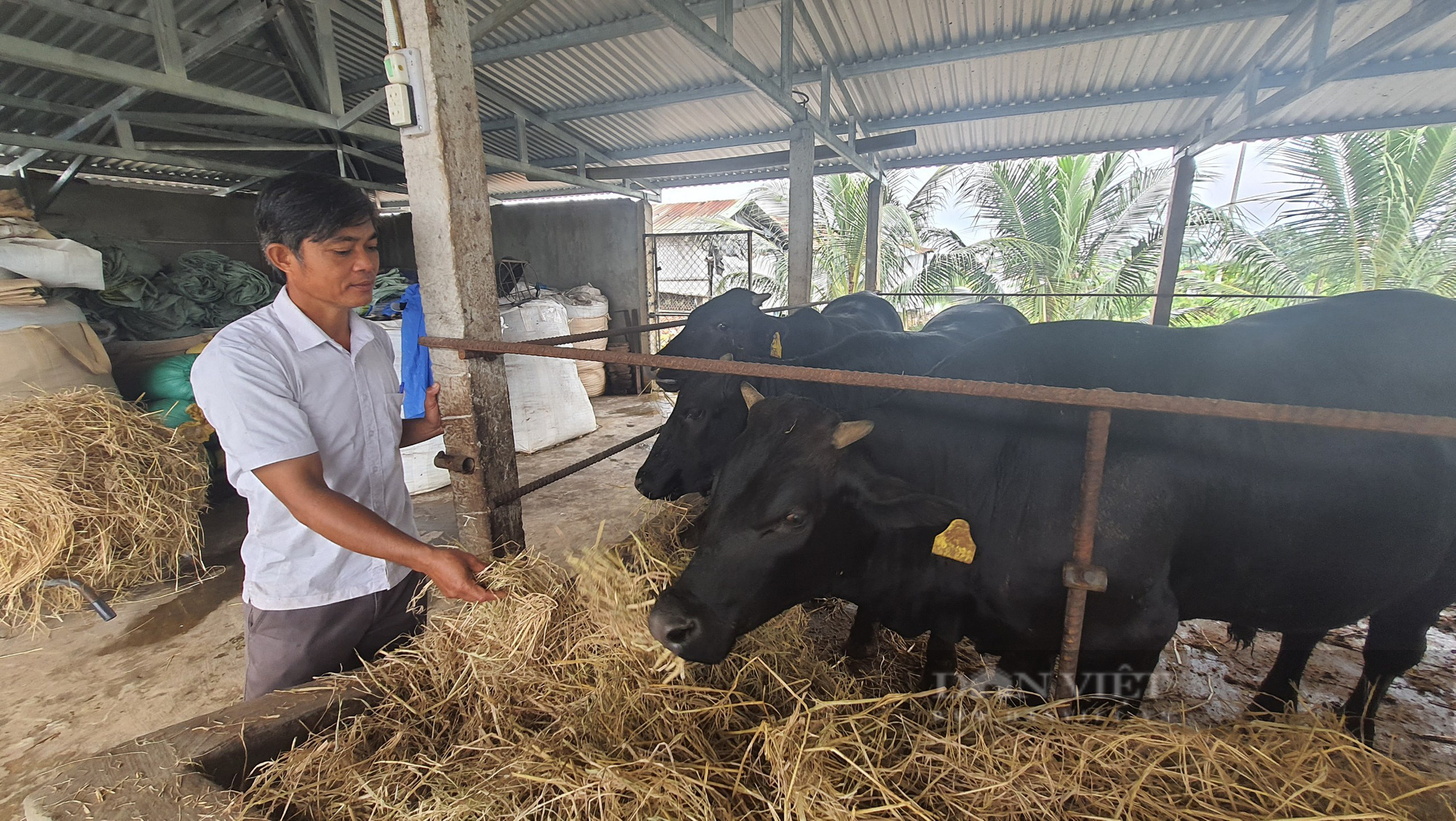 Nuôi bò siêu to khủng lồ, “đại gia bò” xứ Quảng lãi gần cả tỷ đồng/năm - Ảnh 1.