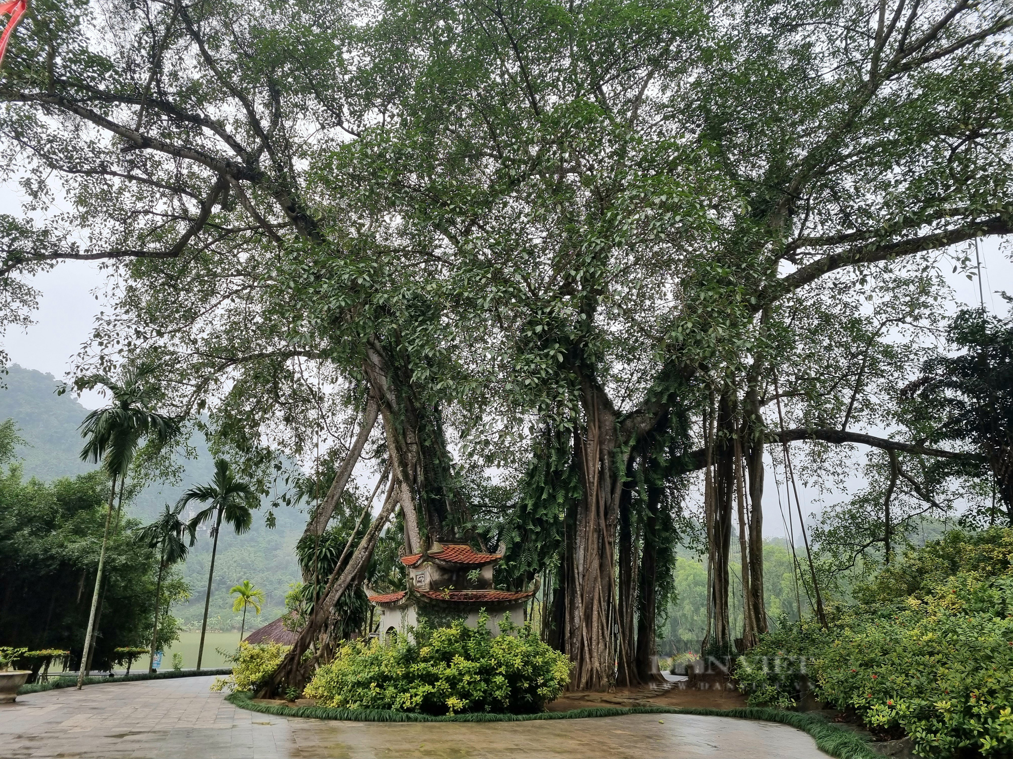 Chuyện lạ cây đa hơn 1.000 năm “di chuyển” ở Ninh Bình - Ảnh 2.