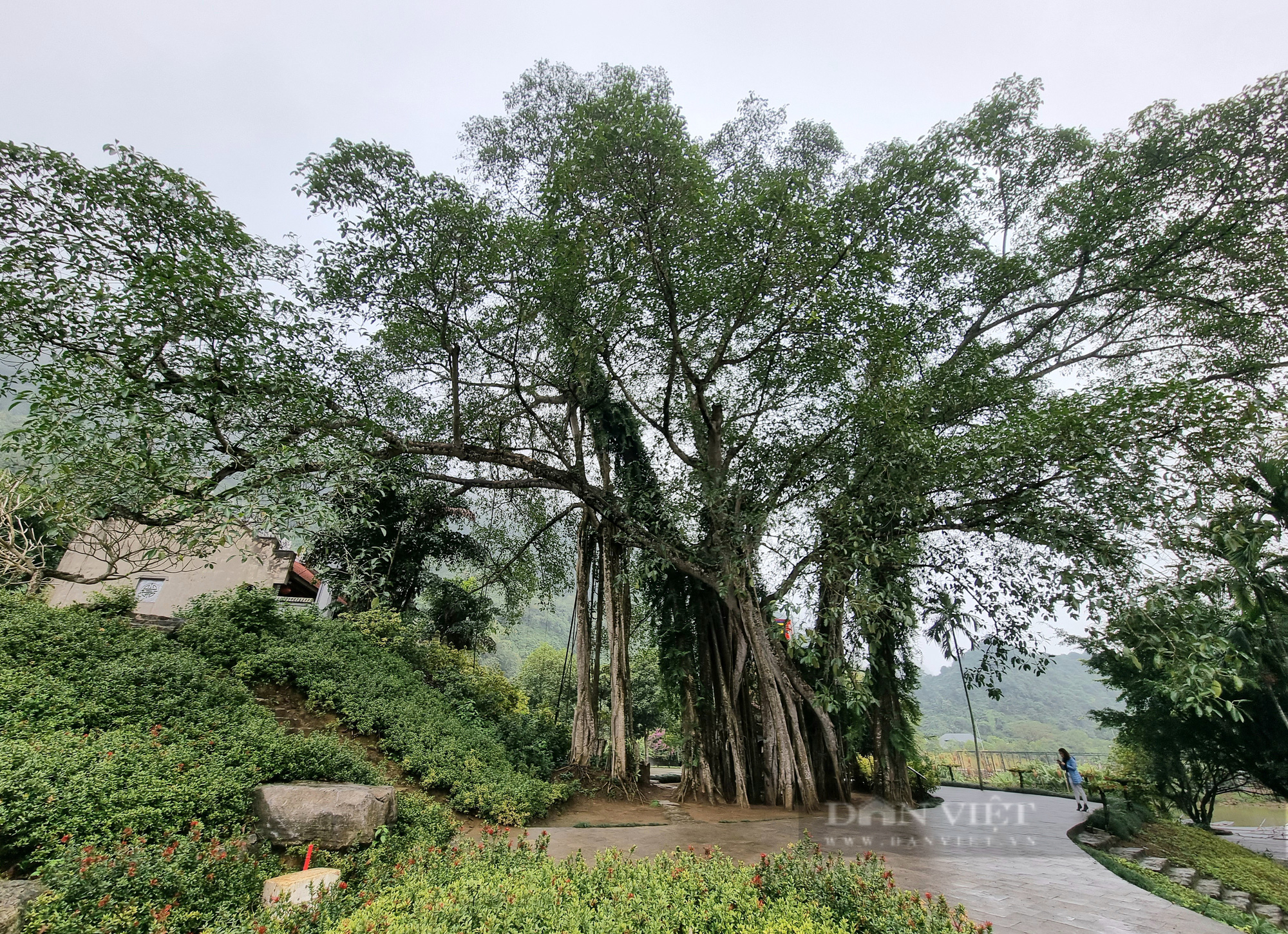 Chuyện lạ cây đa hơn 1.000 năm “di chuyển” ở Ninh Bình - Ảnh 10.