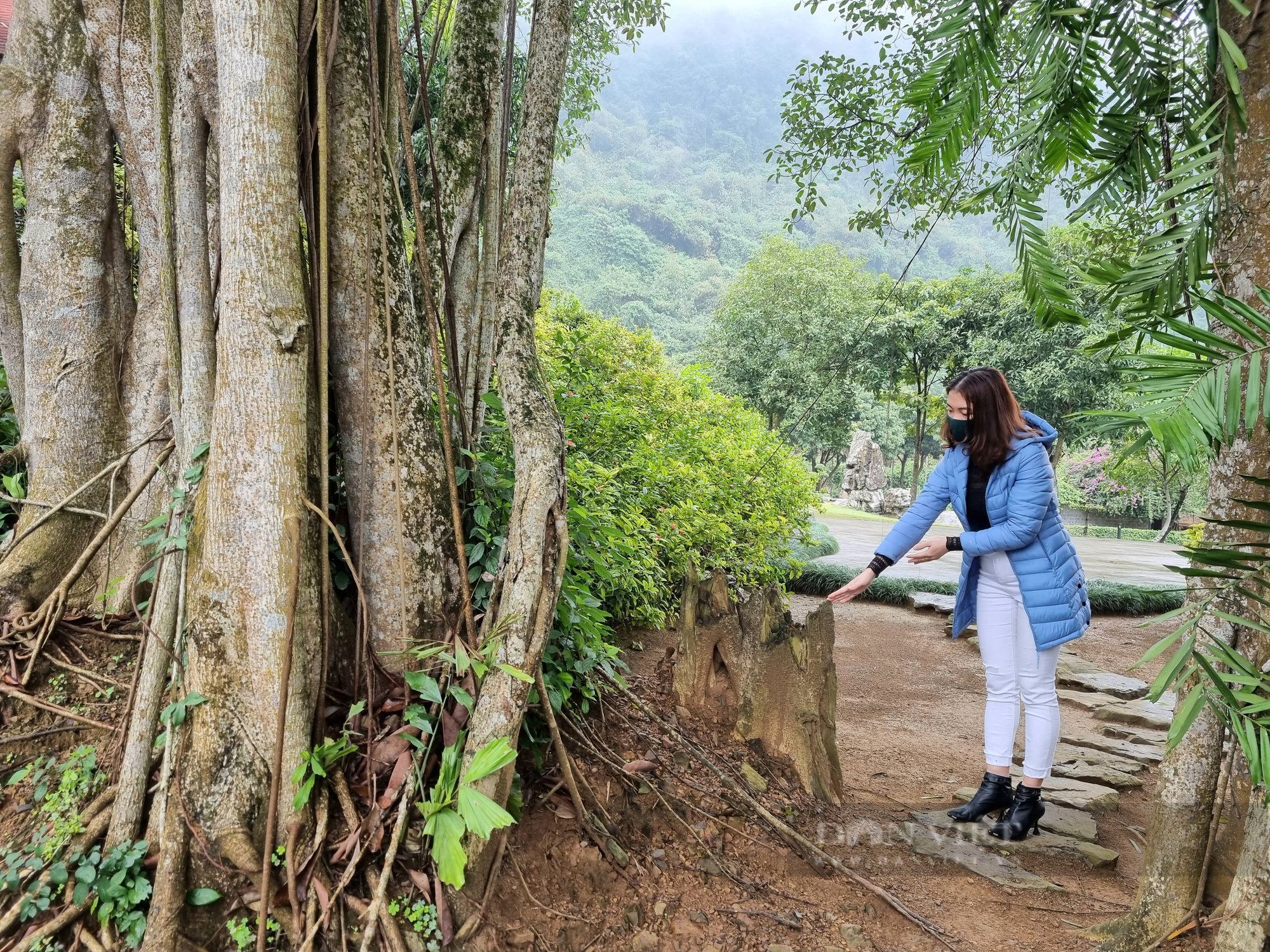 Chuyện lạ cây đa hơn 1.000 năm “di chuyển” ở Ninh Bình - Ảnh 3.