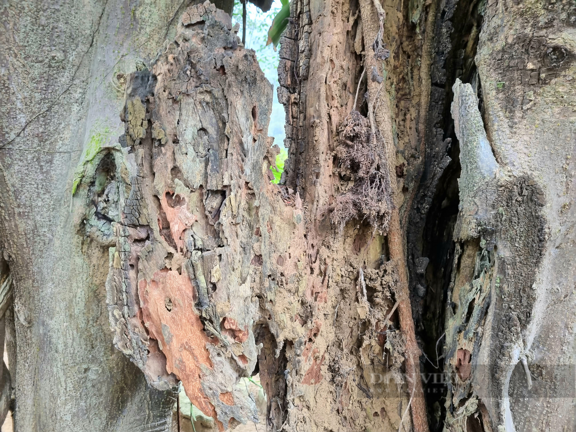 Chuyện lạ cây đa hơn 1.000 năm “di chuyển” ở Ninh Bình - Ảnh 7.