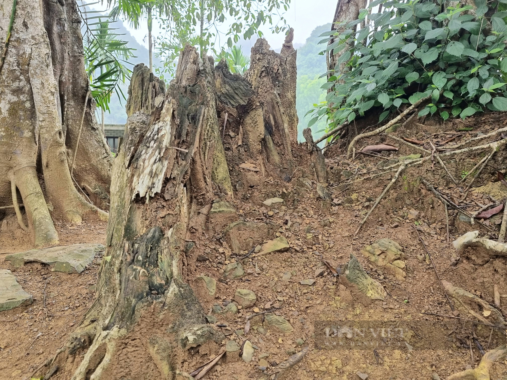 Chuyện lạ cây đa hơn 1.000 năm “di chuyển” ở Ninh Bình - Ảnh 5.