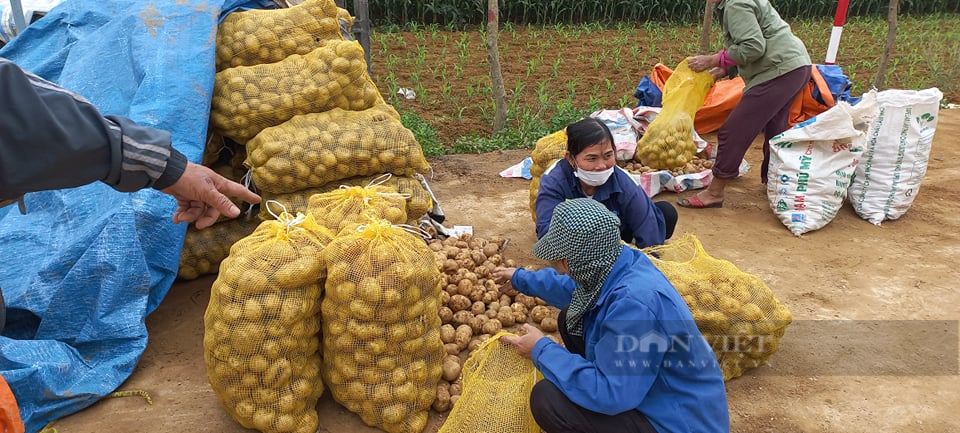 Nghệ An: Khoai tây được mùa được giá, nông dân phấn khởi ra đồng thu hoạch đông như trẩy hội   - Ảnh 11.
